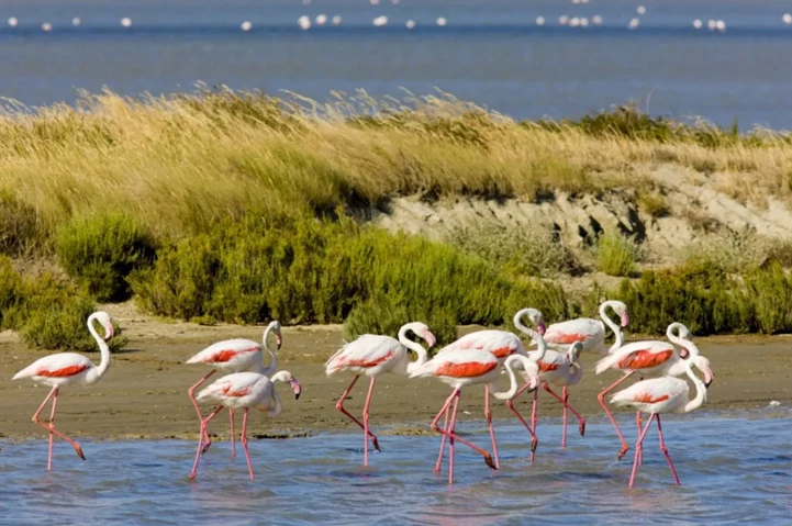 NOUVEAU : La Camargue Authentique du 25 au 30 mai 2025