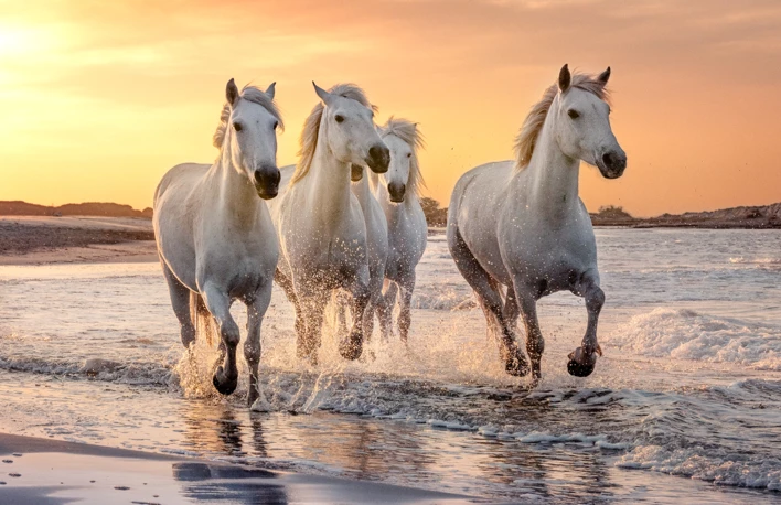 NOUVEAU : La Camargue Authentique du 25 au 30 mai 2025