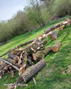 Élagage et abattage