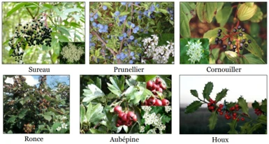 La Biodiversité Communale