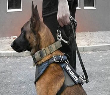 Eros Security : Agents cynophiles (maîtres-chiens) dans l’Aisne, les Hauts-de-France et la Région parisienne