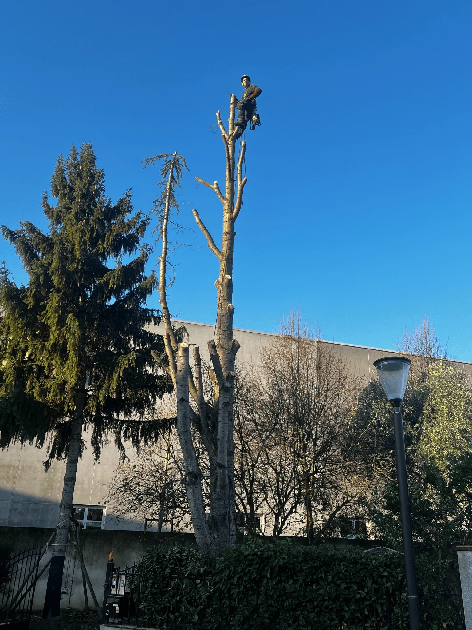 Prestation d’élagage d'arbre