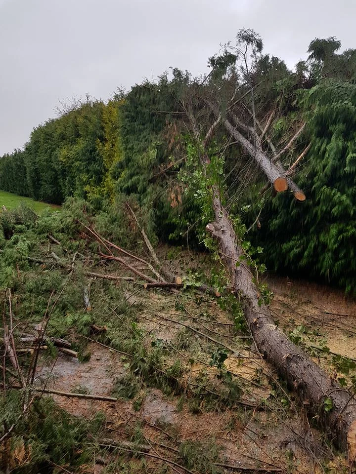 Abattage et élagage d’arbres pour particuliers, professionnels et collectivités – PRO PAYSAGE