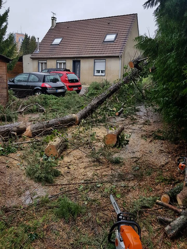 Abattage et élagage d’arbres pour particuliers, professionnels et collectivités – PRO PAYSAGE