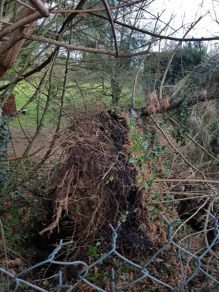 Dessouchage pour particuliers, professionnels et collectivités – PRO PAYSAGE