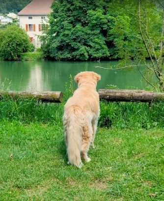 Camping qui accepte les chiens