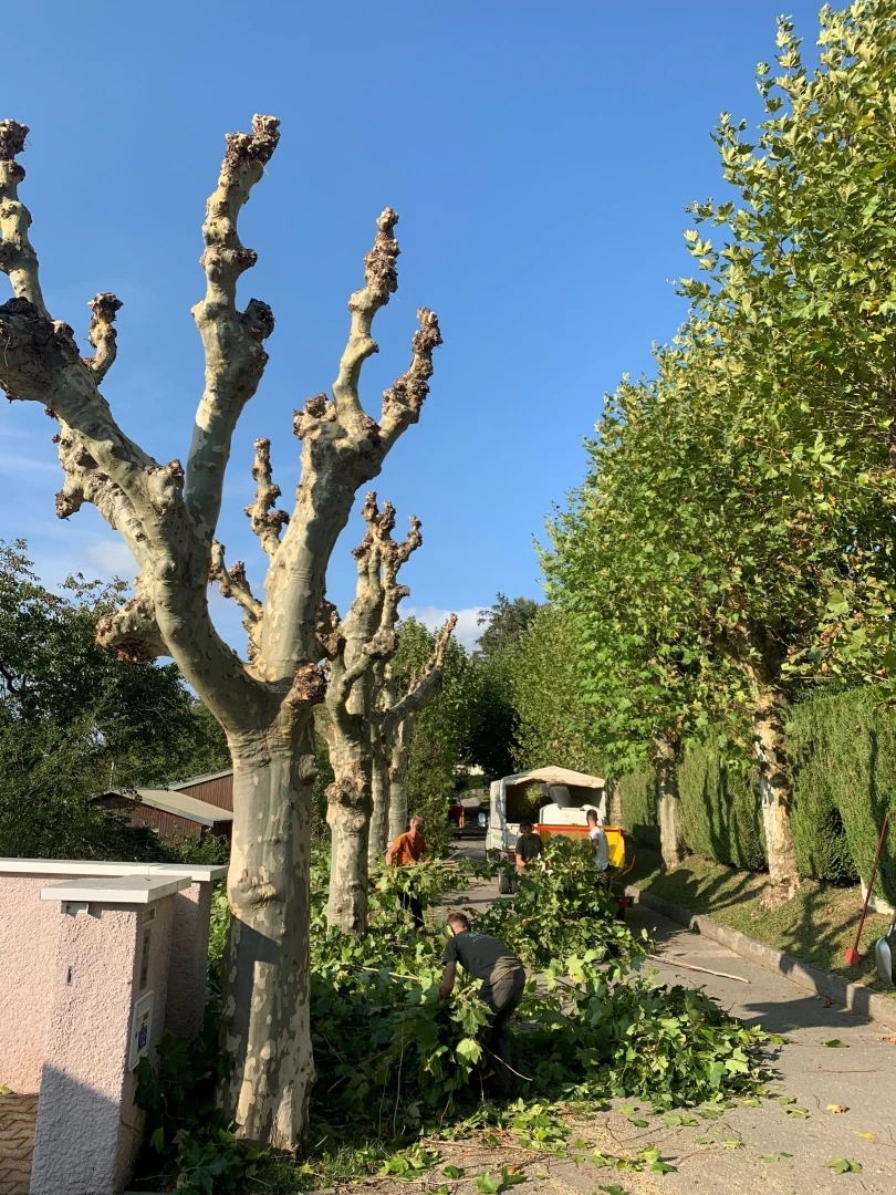 Élagage et démontage d’arbres à Besançon et alentours (25) - Intervention sécurisée par élagueurs diplômés