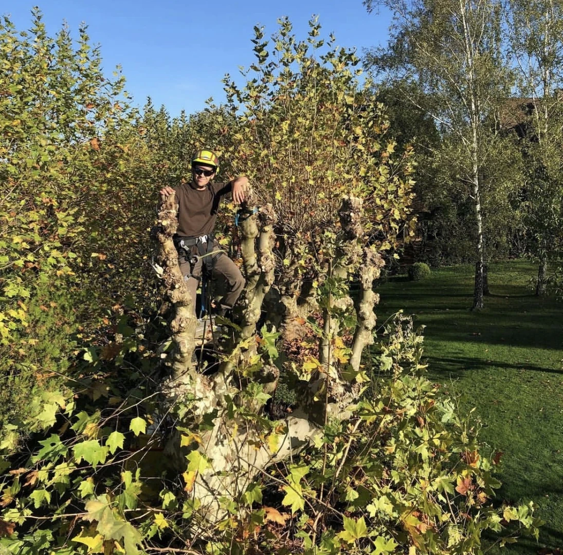 Élagage et démontage d’arbres à Besançon et alentours (25) - Intervention sécurisée par élagueurs diplômés
