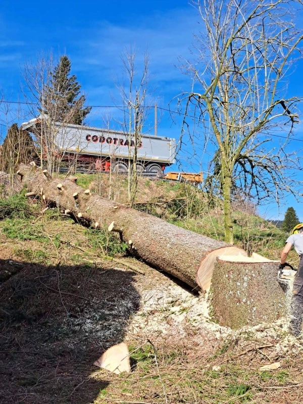 Élagage et démontage d’arbres à Besançon et alentours (25) - Intervention sécurisée par élagueurs diplômés
