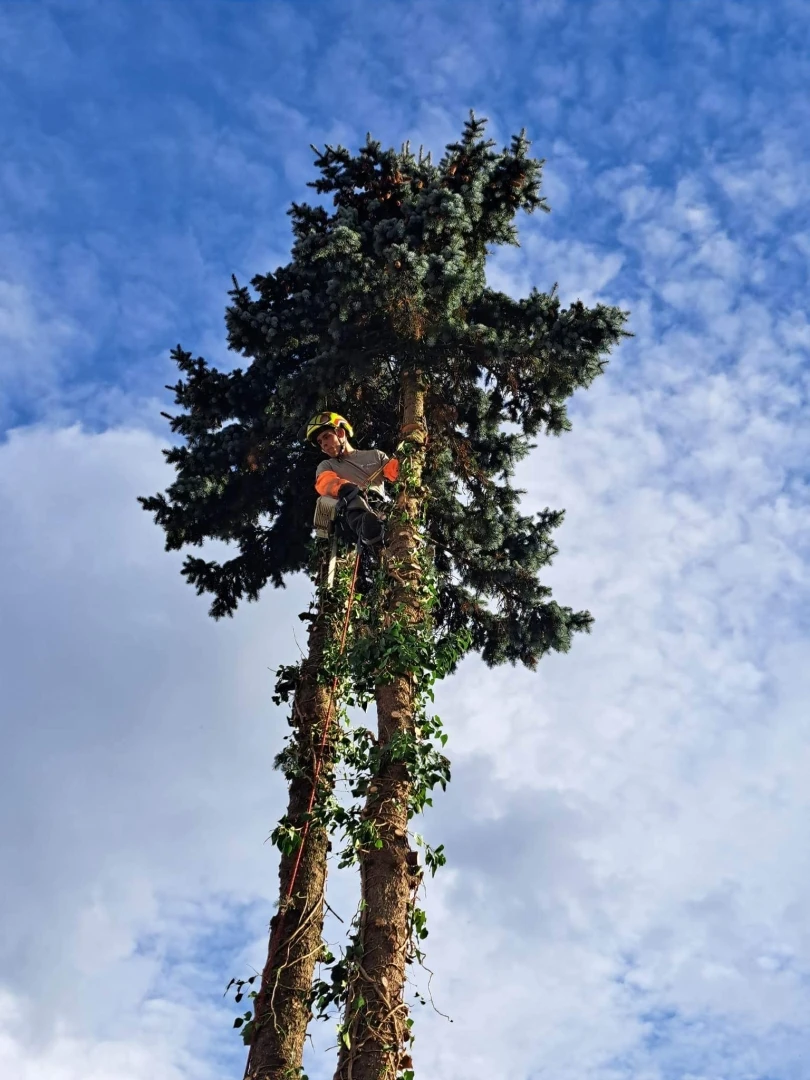 Élagage et démontage d’arbres à Besançon et alentours (25) - Intervention sécurisée par élagueurs diplômés
