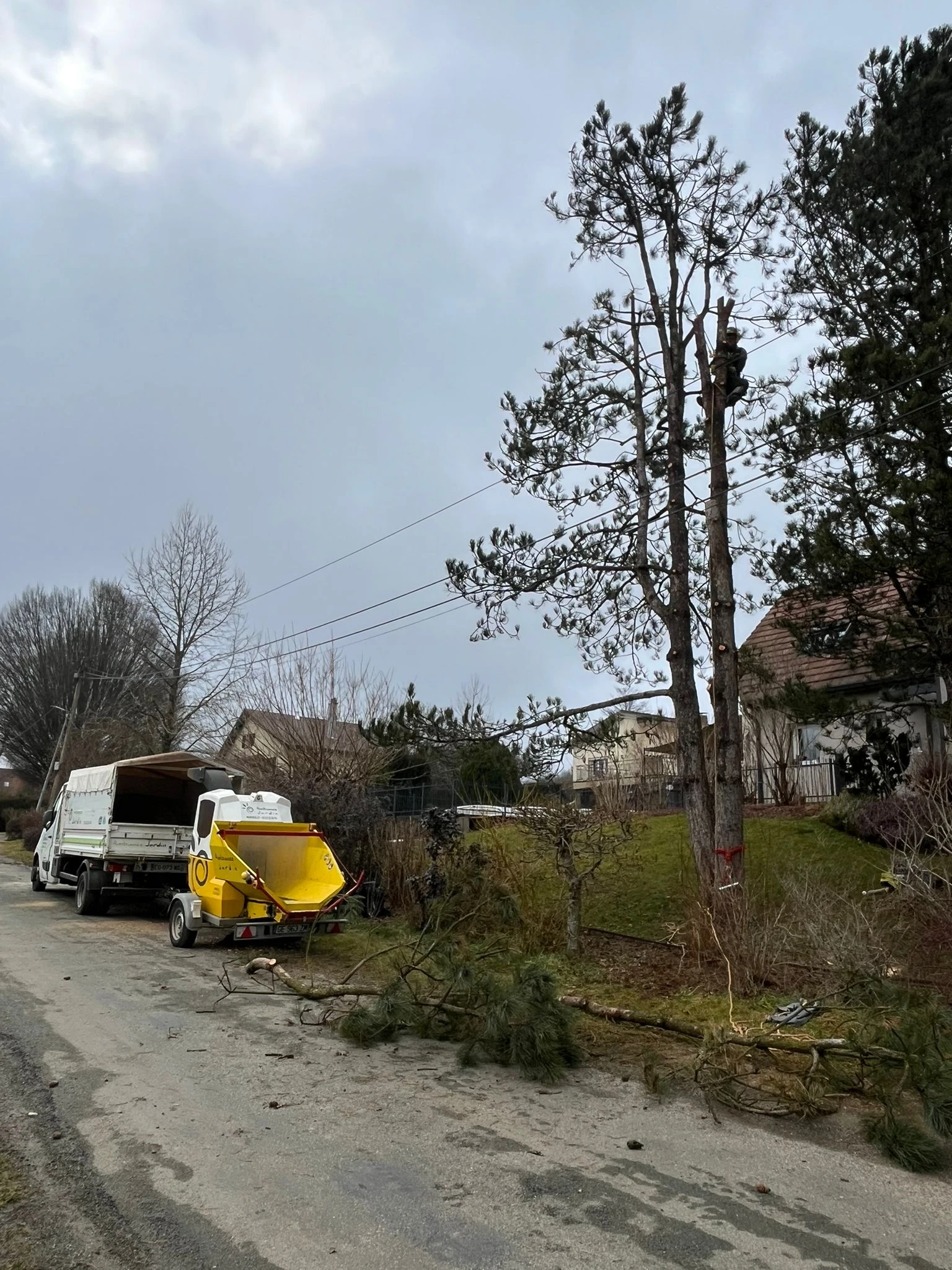 Élagage et démontage d’arbres à Besançon et alentours (25) - Intervention sécurisée par élagueurs diplômés