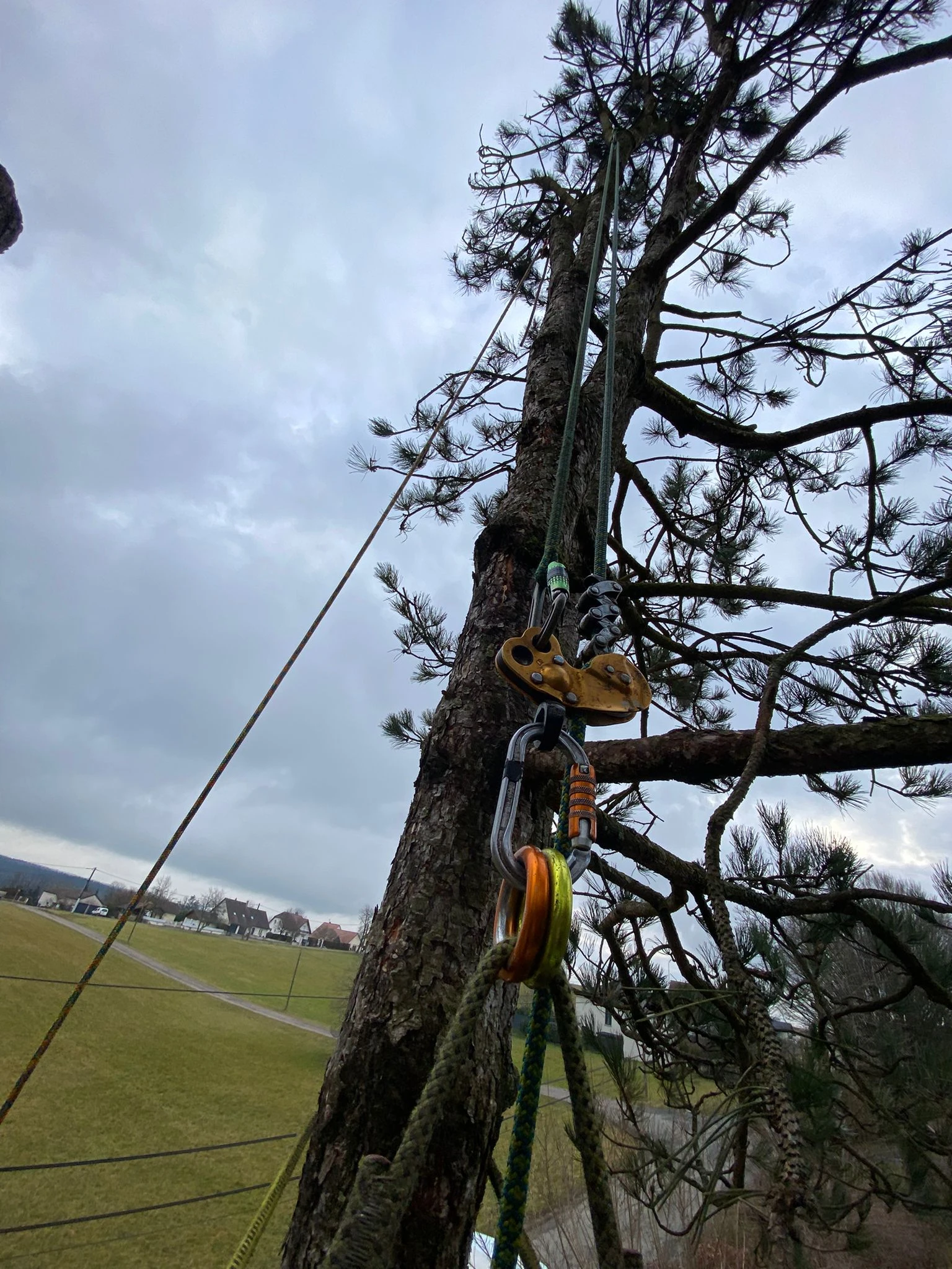 Élagage et démontage d’arbres à Besançon et alentours (25) - Intervention sécurisée par élagueurs diplômés