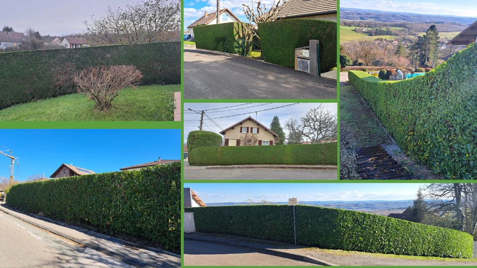 Taille de haies, massifs et fruitiers à Besançon et alentours dans le Doubs (25) – Intervention experte