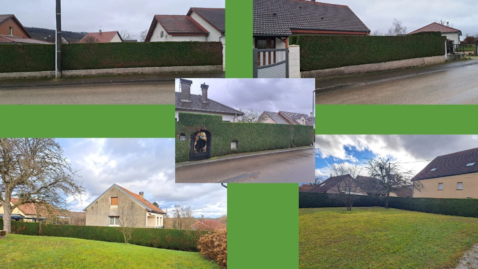 Taille de haies, massifs et fruitiers à Besançon et alentours dans le Doubs (25) – Intervention experte