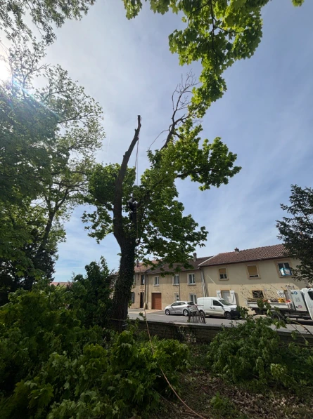 Intervention arbre dangereux Elagage Abattage Emondage Démontage Rétention