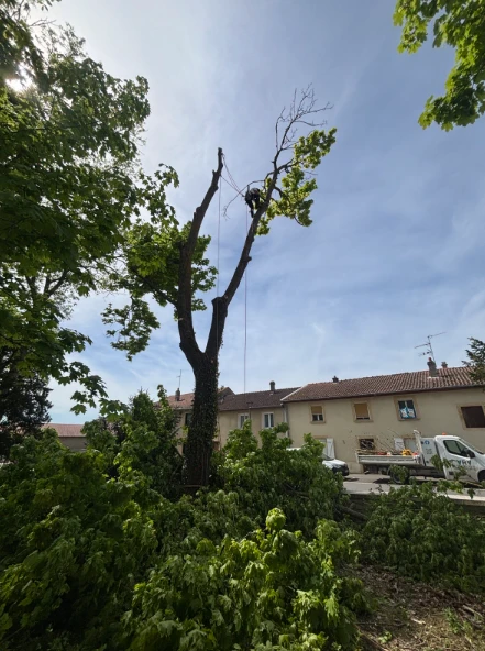 Intervention arbre dangereux Elagage Abattage Emondage Démontage Rétention