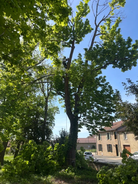 Intervention arbre dangereux Elagage Abattage Emondage Démontage Rétention