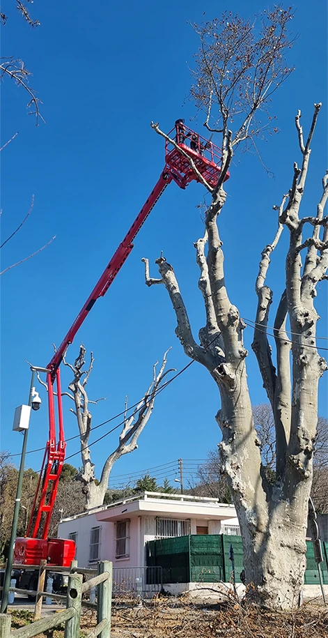 Élagage d’arbres : sécurisez vos extérieurs et valorisez votre patrimoine végétal
