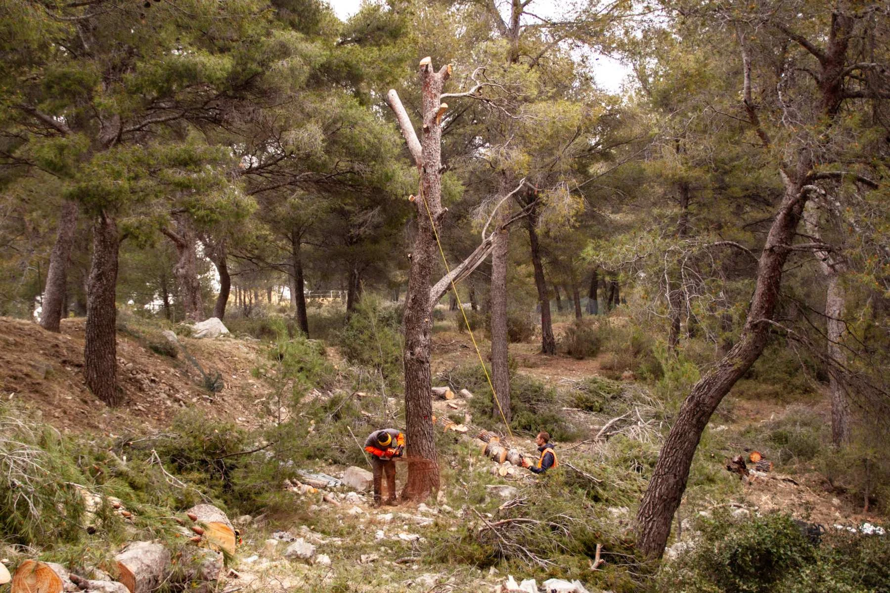 Abattage d’arbres dangereux : intervention sécurisée pour particuliers, entreprises et collectivités