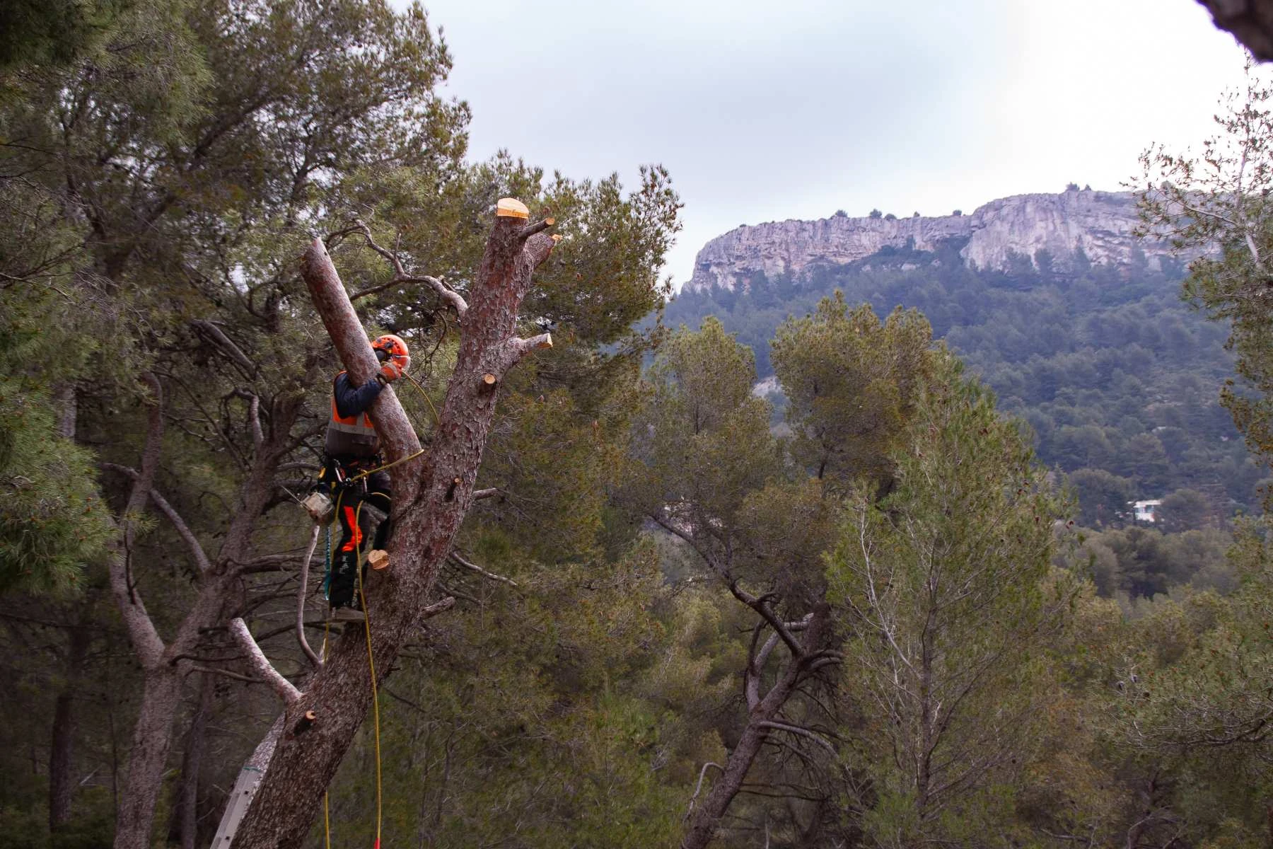 Abattage d’arbres dangereux : intervention sécurisée pour particuliers, entreprises et collectivités
