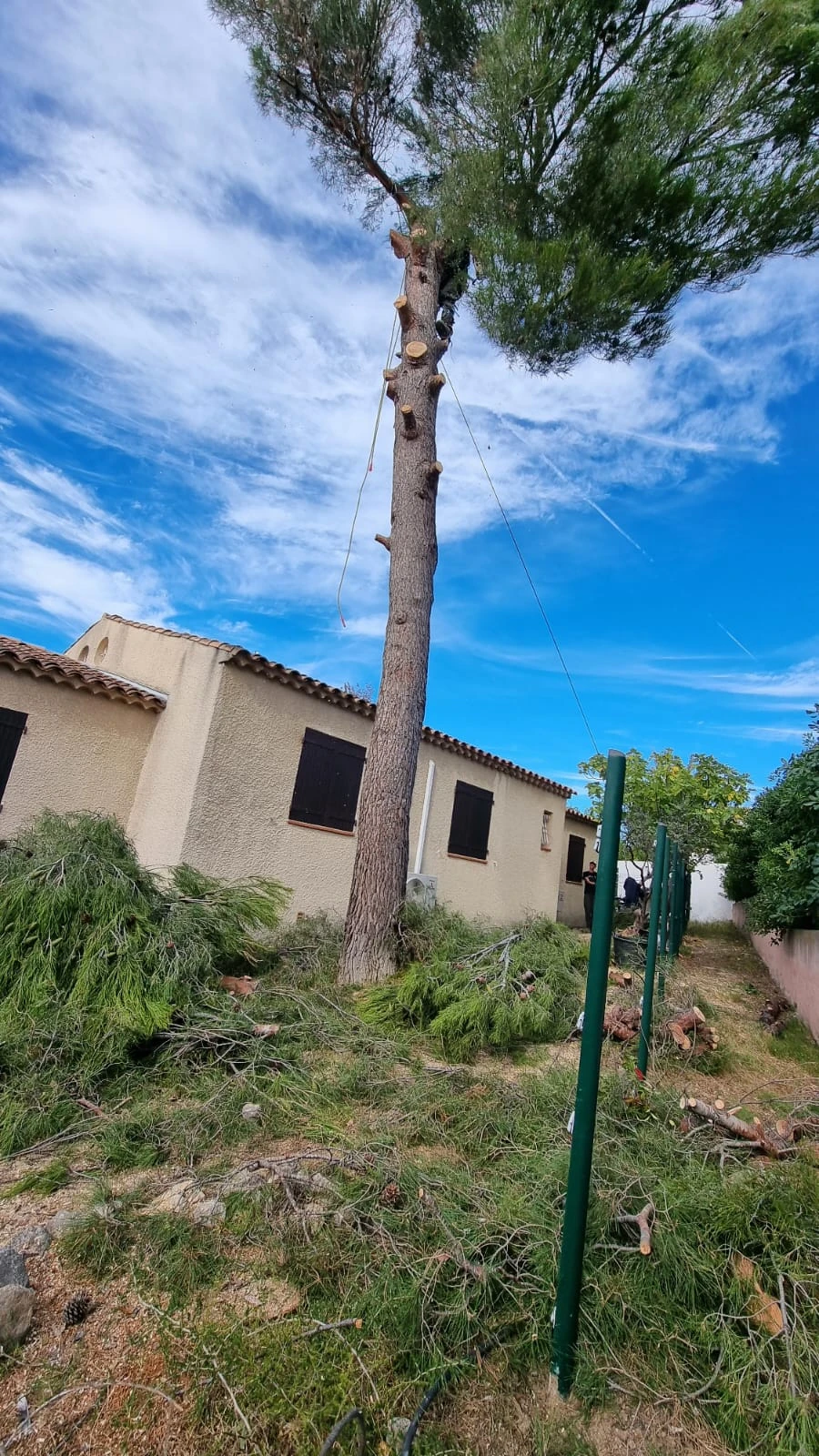 Abattage d’arbres dangereux : intervention sécurisée pour particuliers, entreprises et collectivités