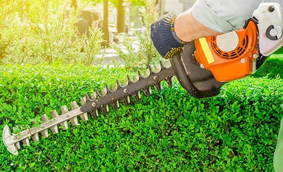 Taille d’oliviers, haies et arbres d’ornement