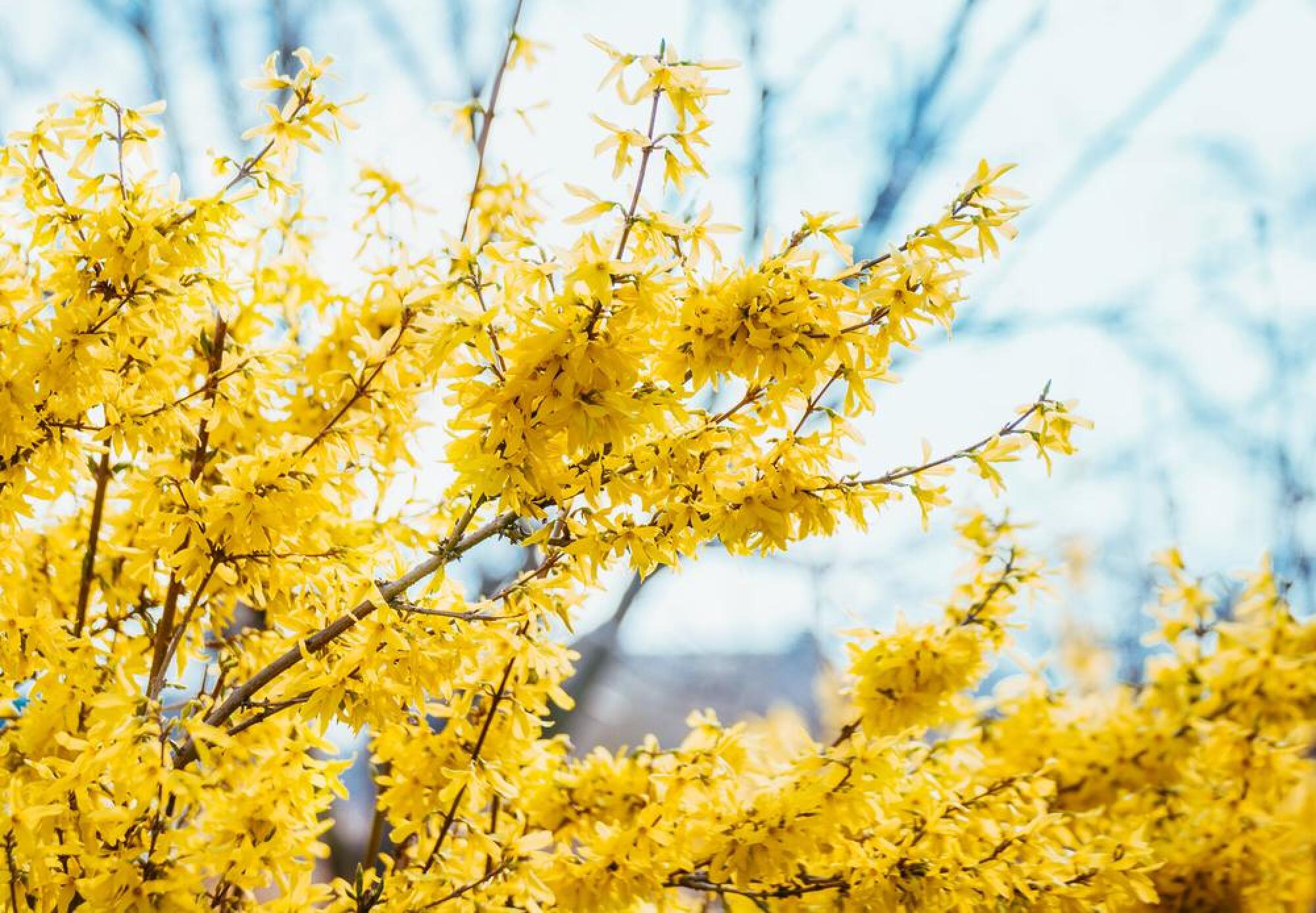 Arbuste à fleurs - FORSYTHIA