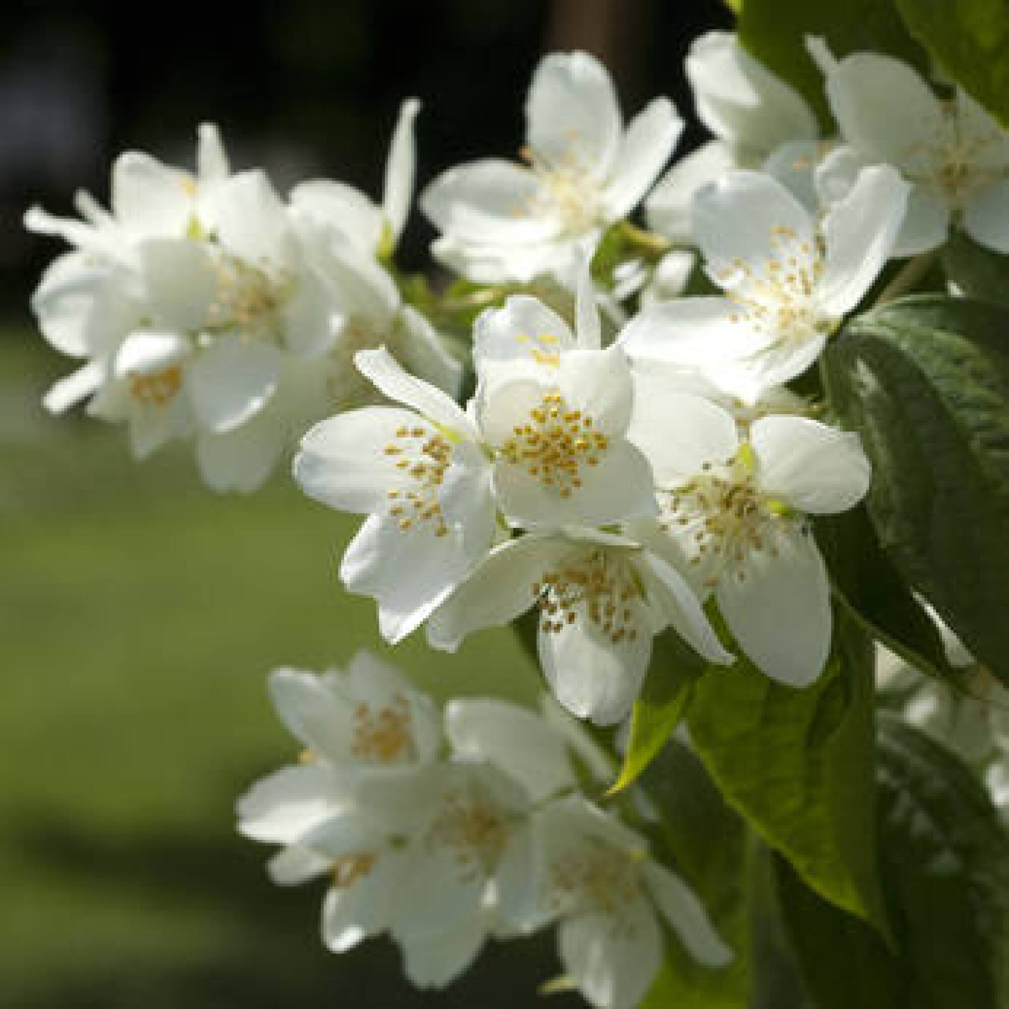 Arbuste à fleurs - SERINGUAT