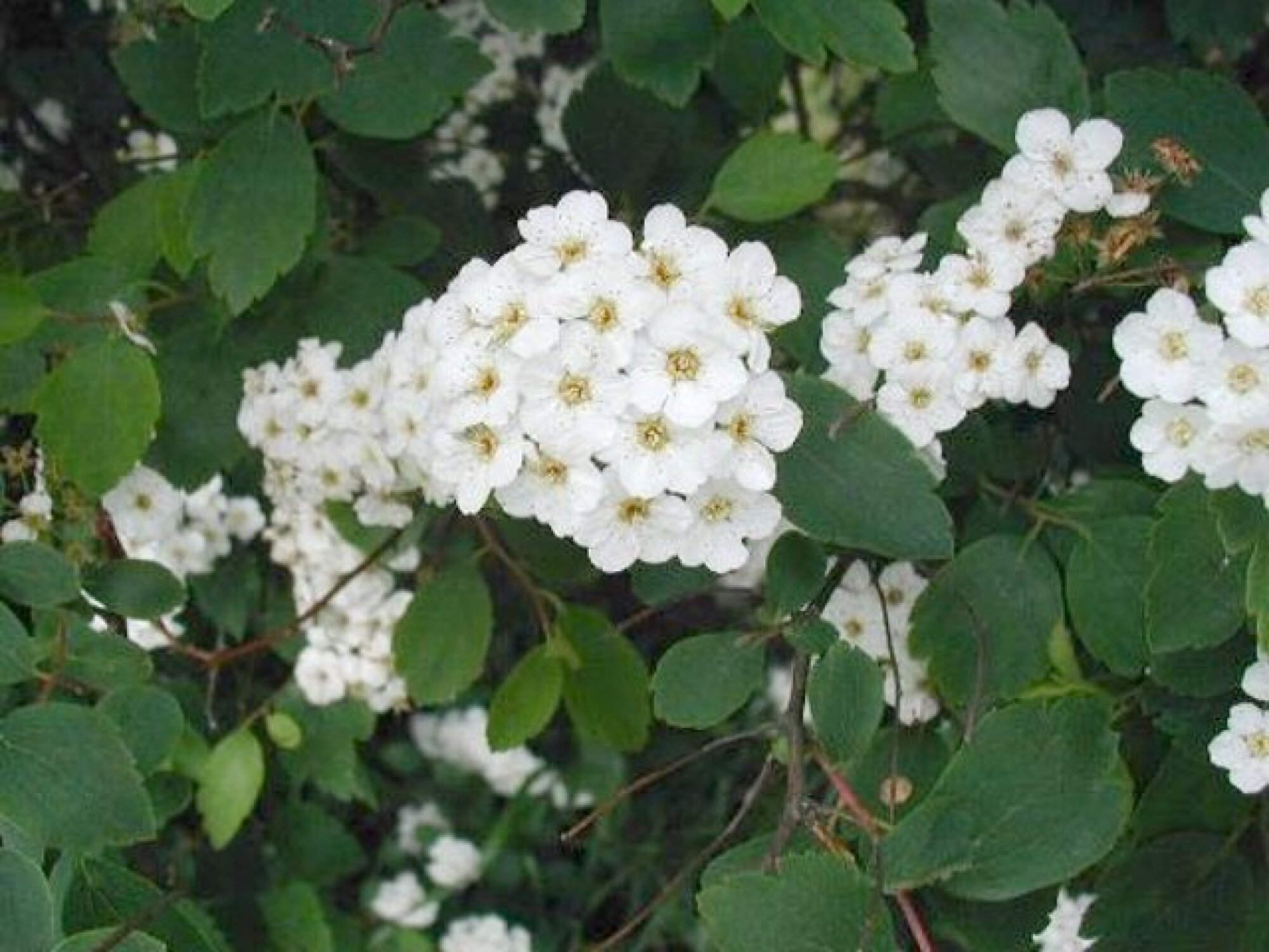 Arbuste à fleurs - SPIRÉE VAN HOUTTEN
