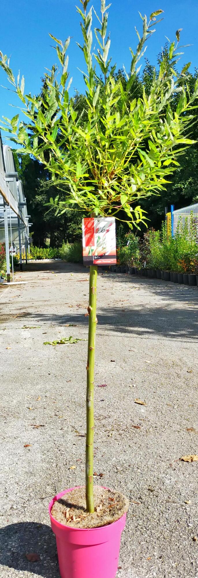 Saule crevette