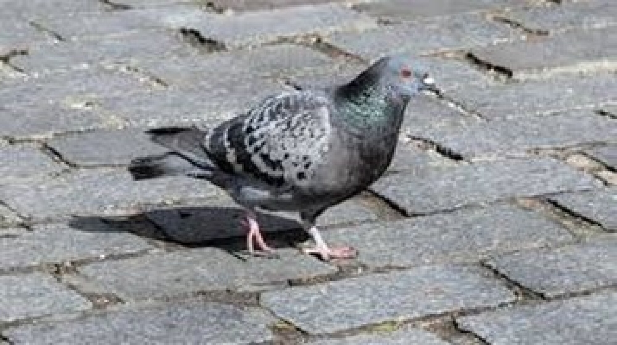 Dépigeonnisation