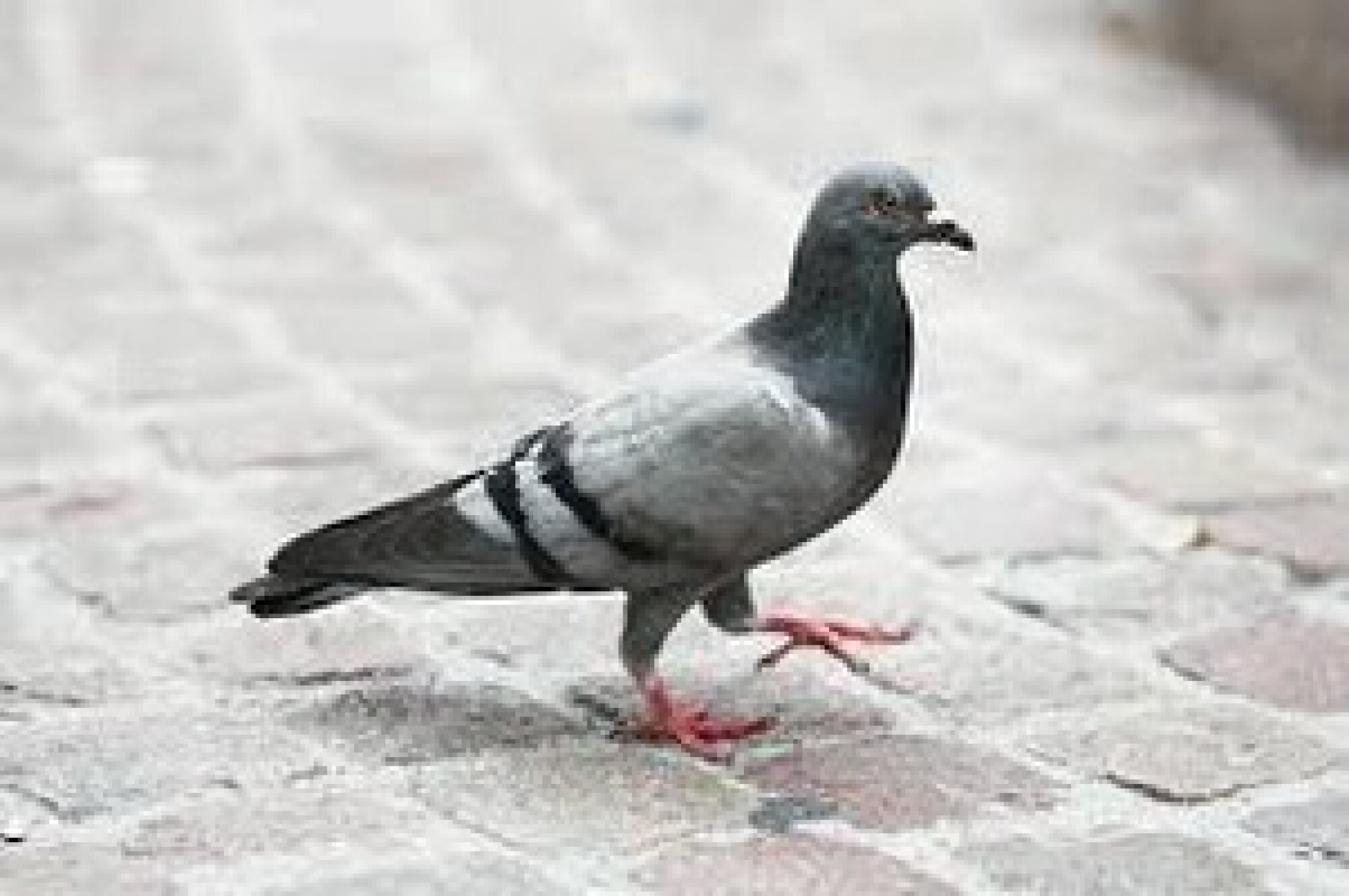 Dépigeonnisation