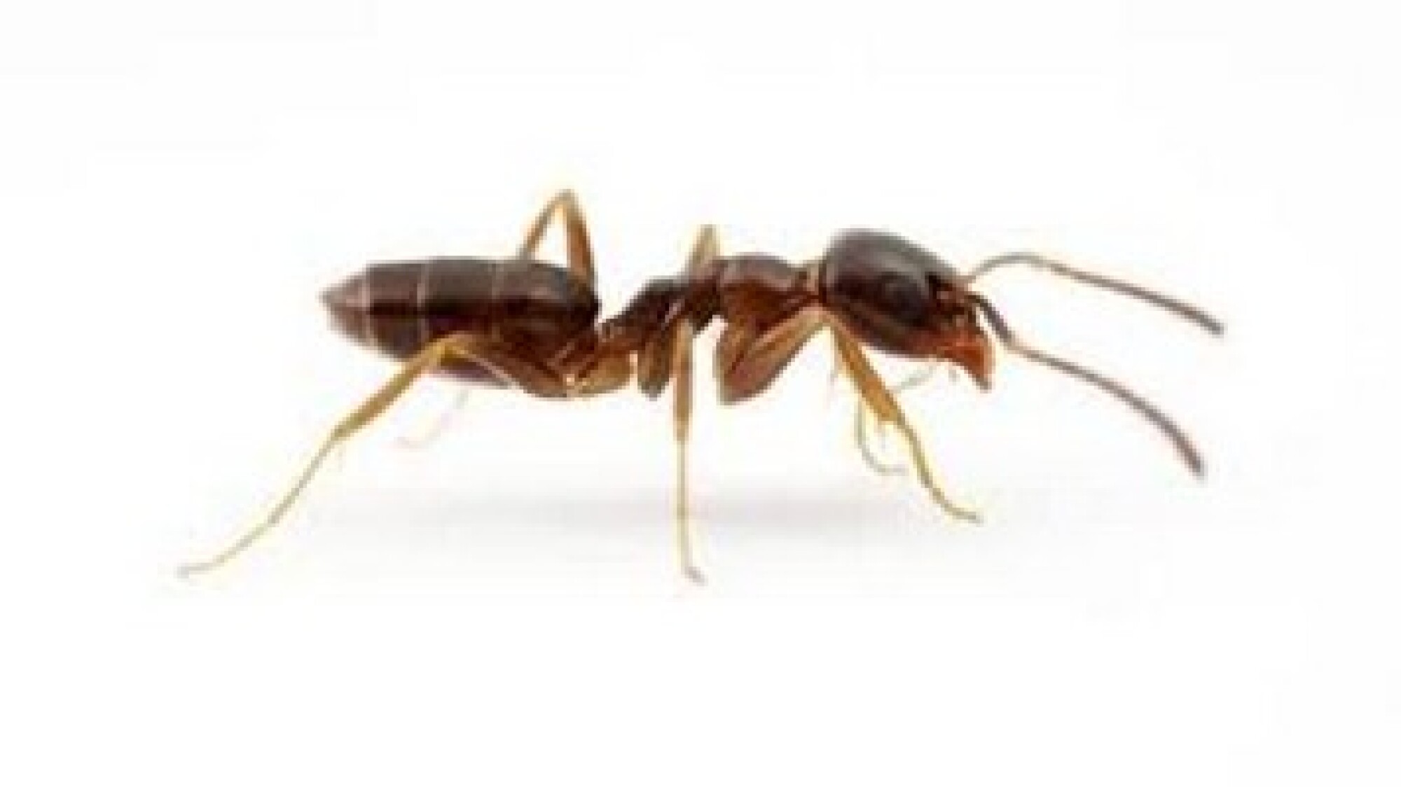Elimination de fourmis