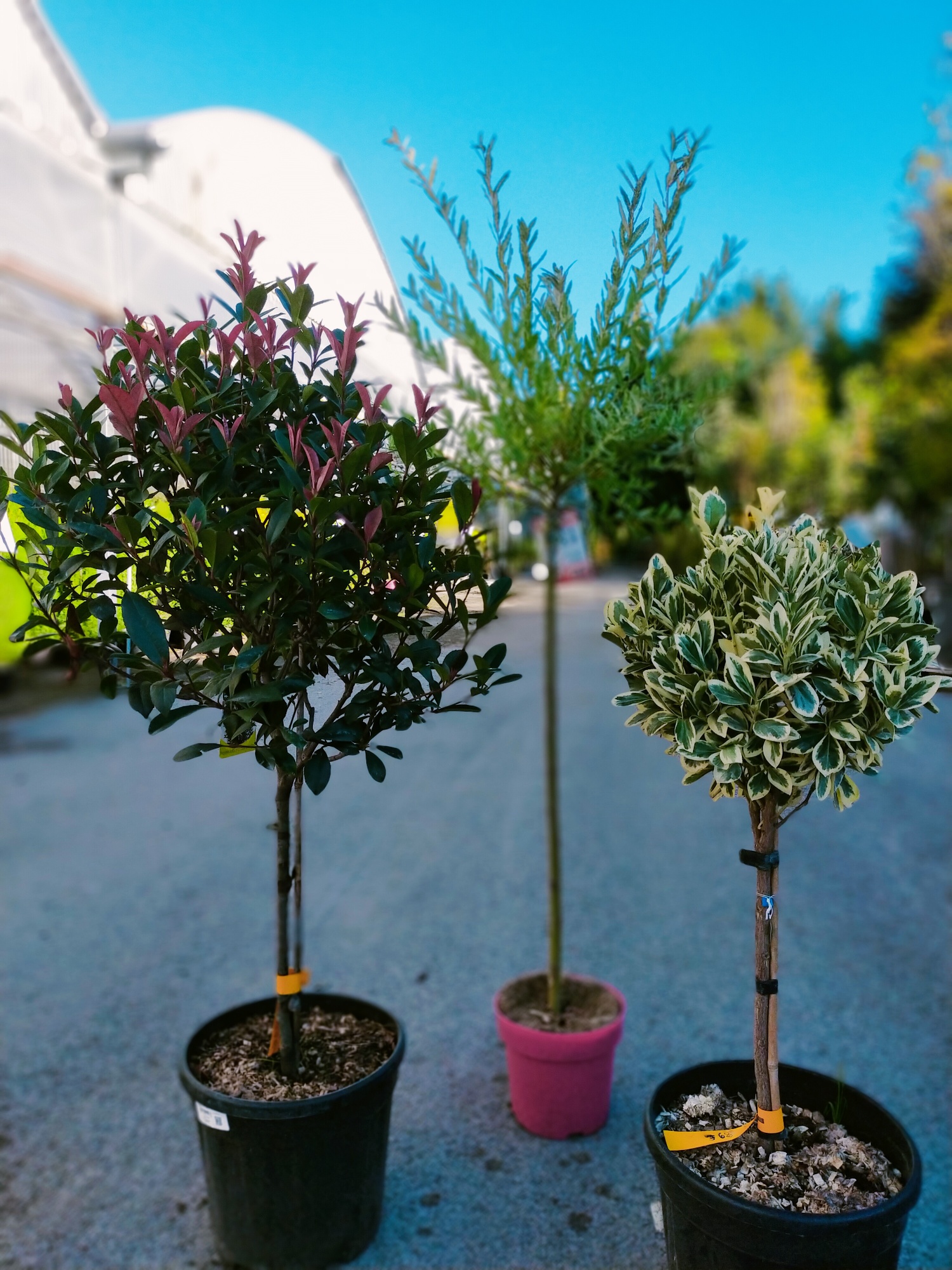 Arbre 1/4 de tige