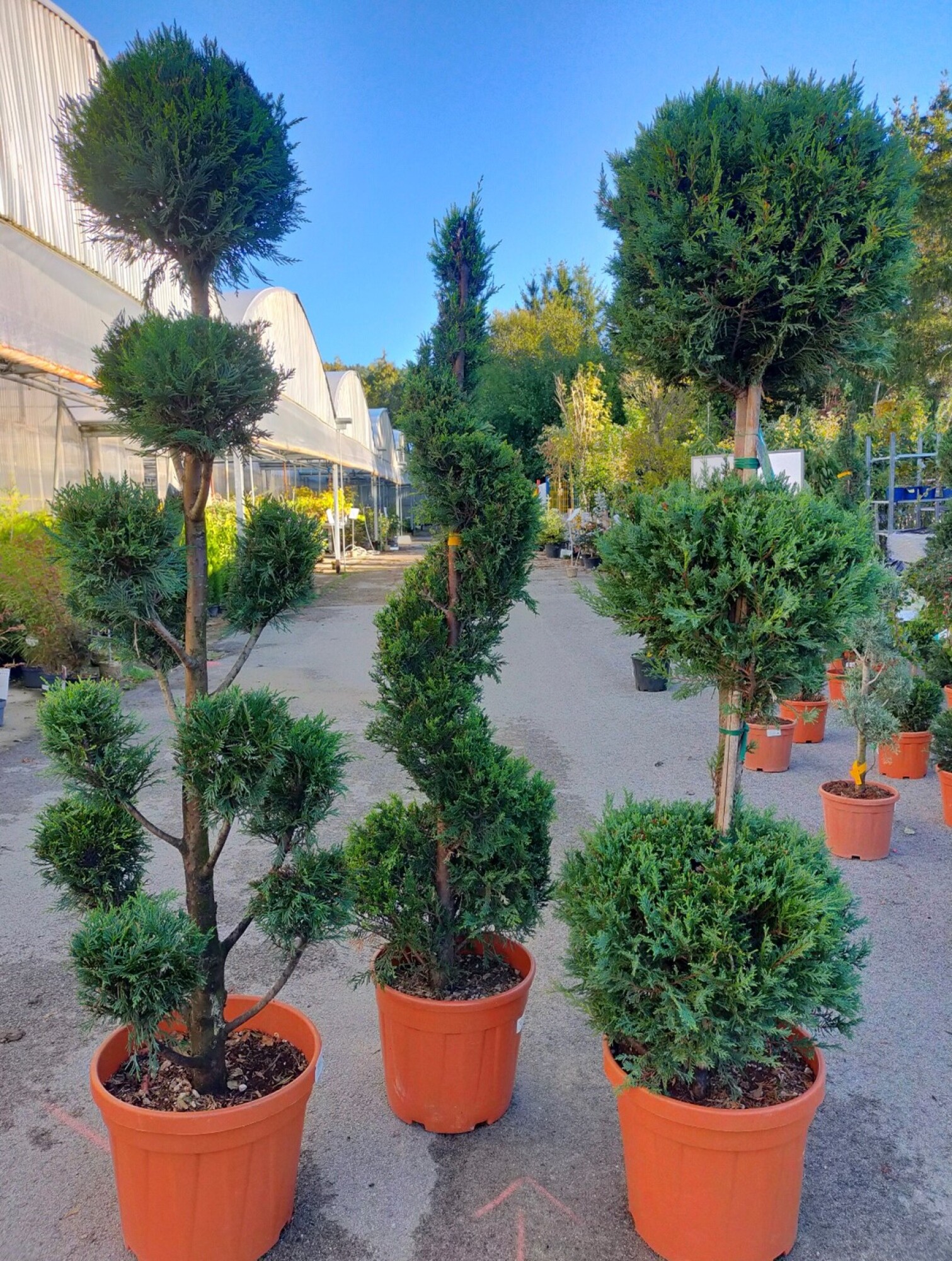 Arbre topiaire