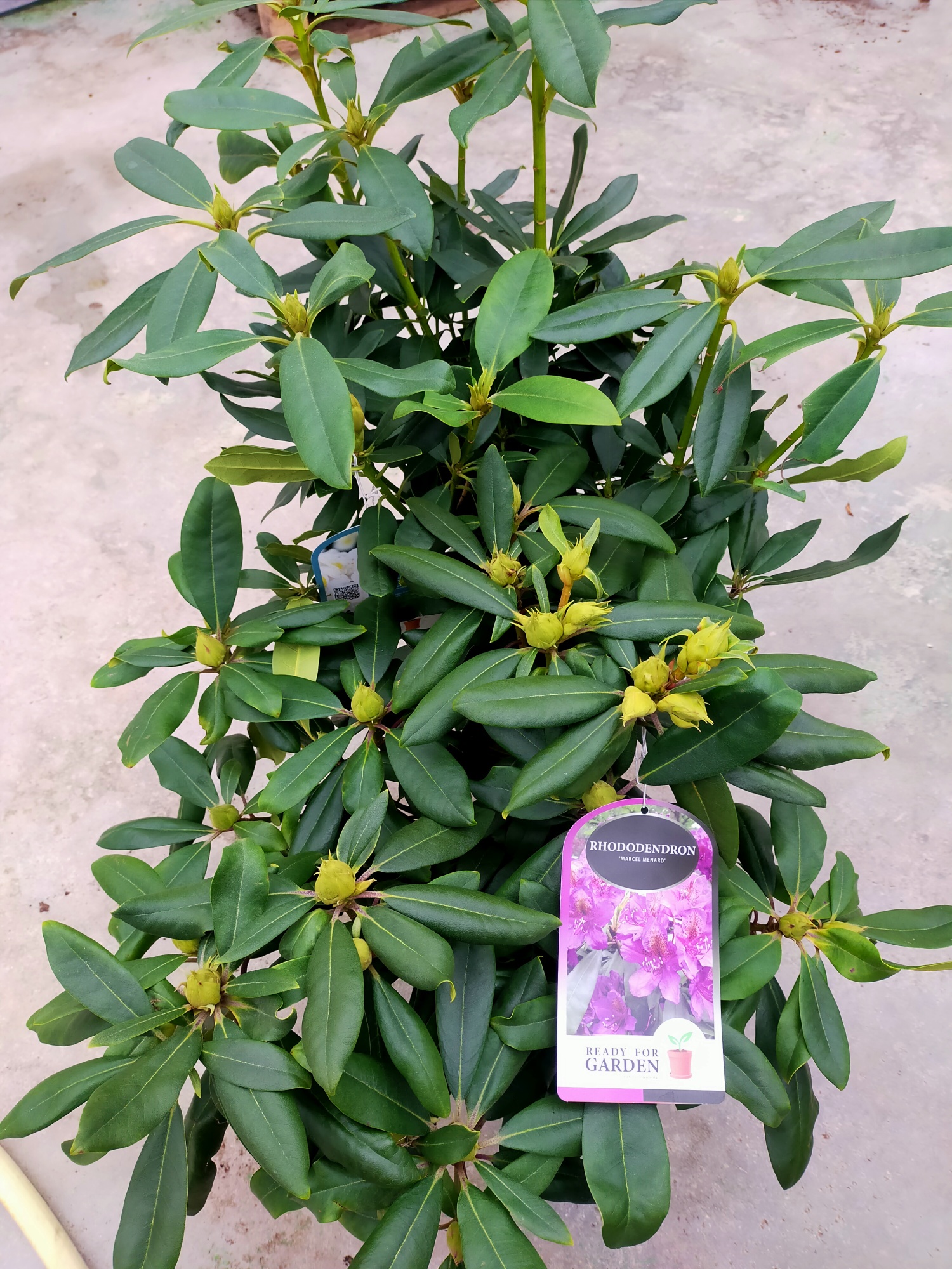 Rhododendron