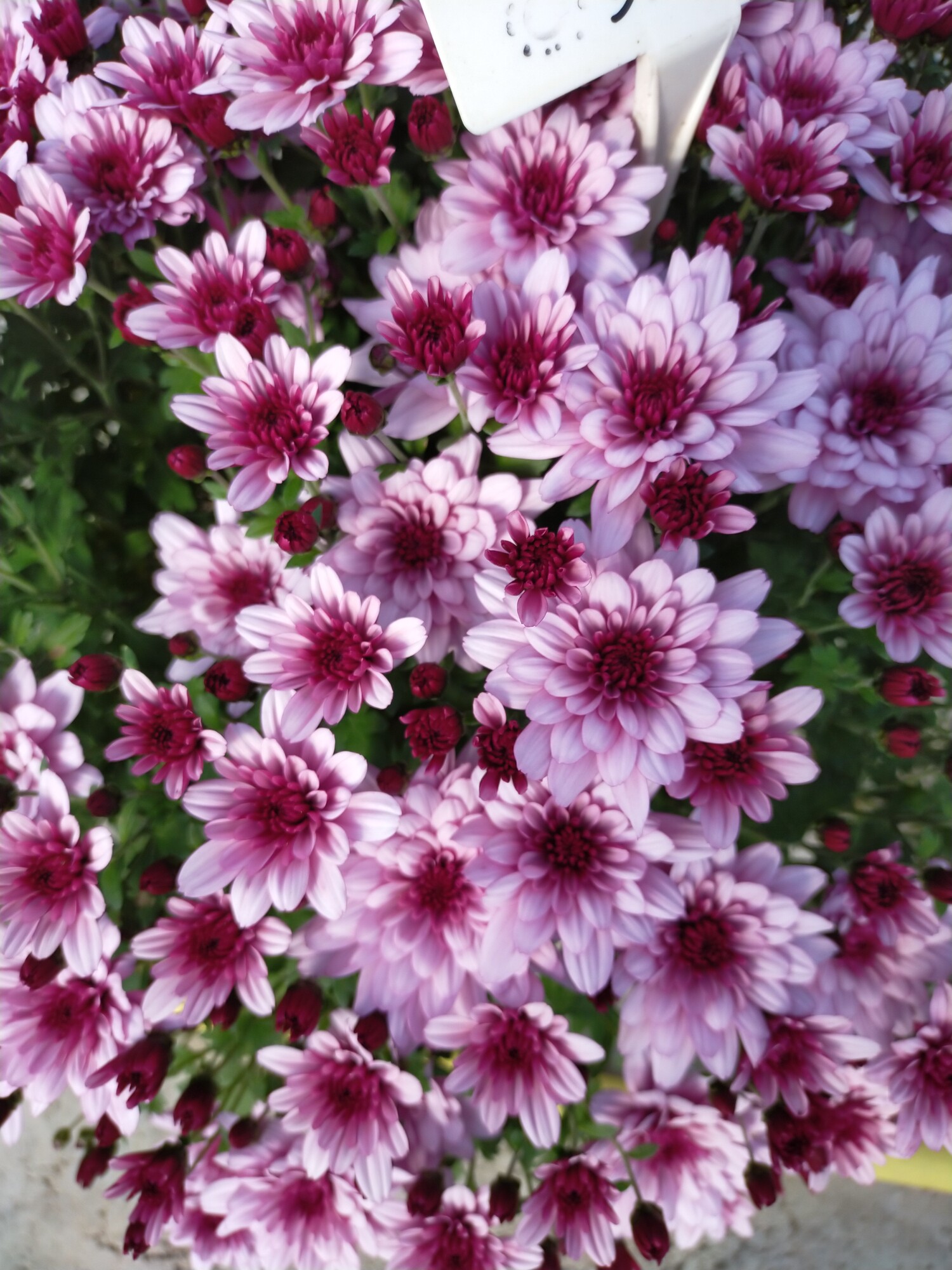 Chrysanthème