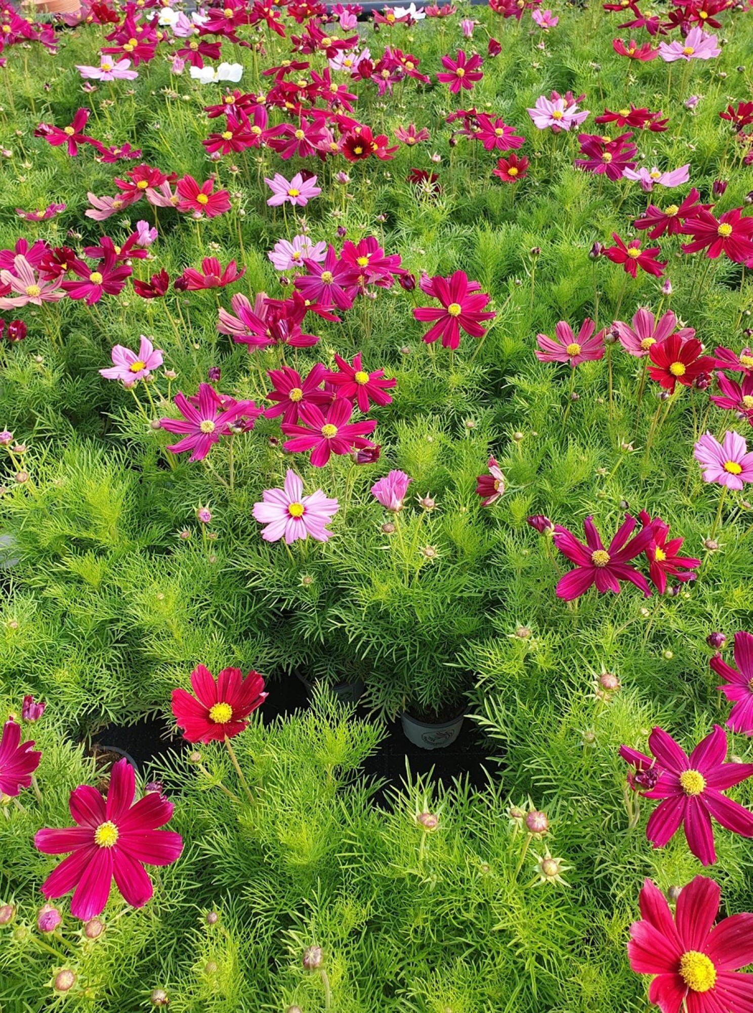 Cosmos