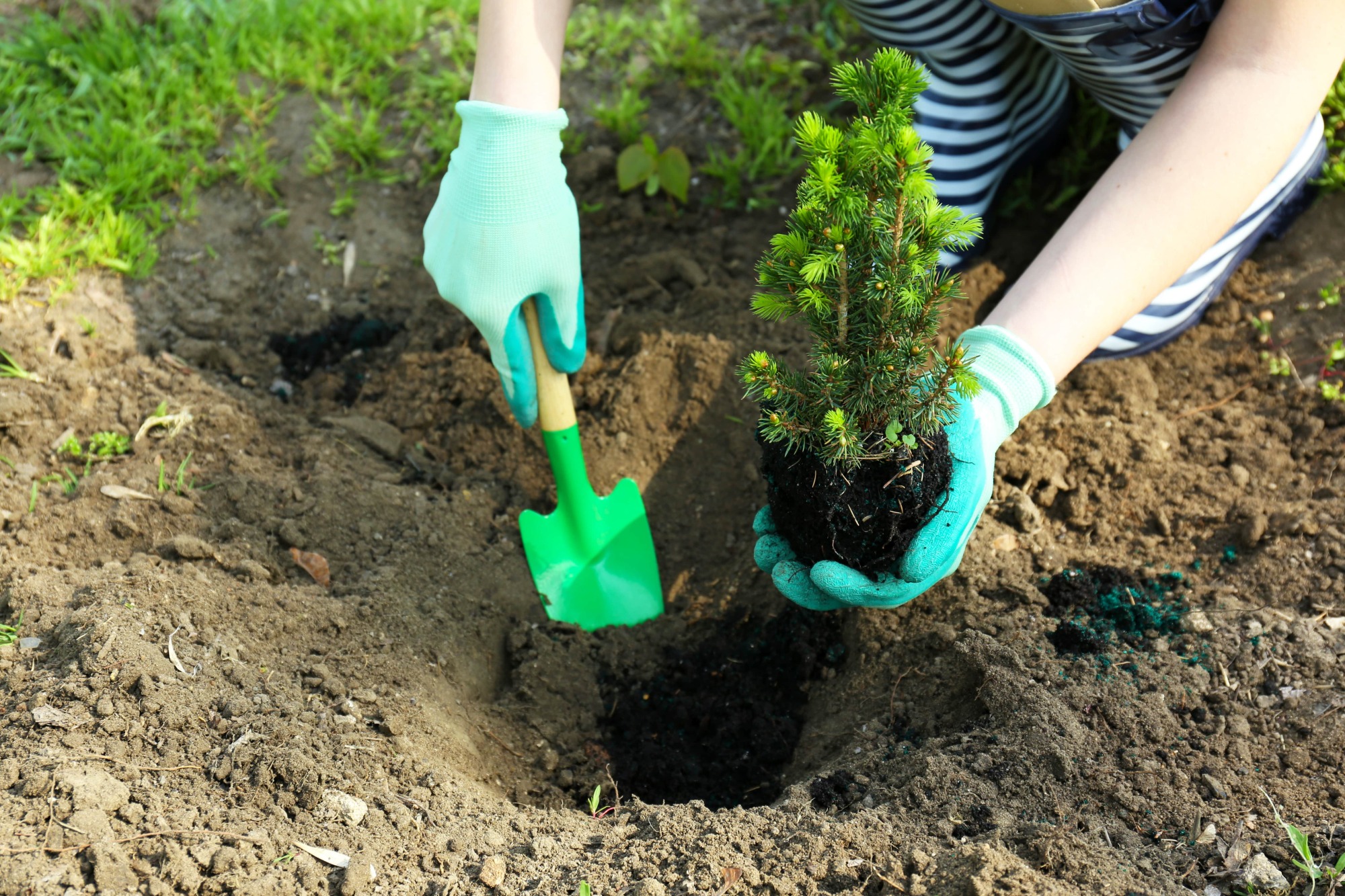 Transplantoir