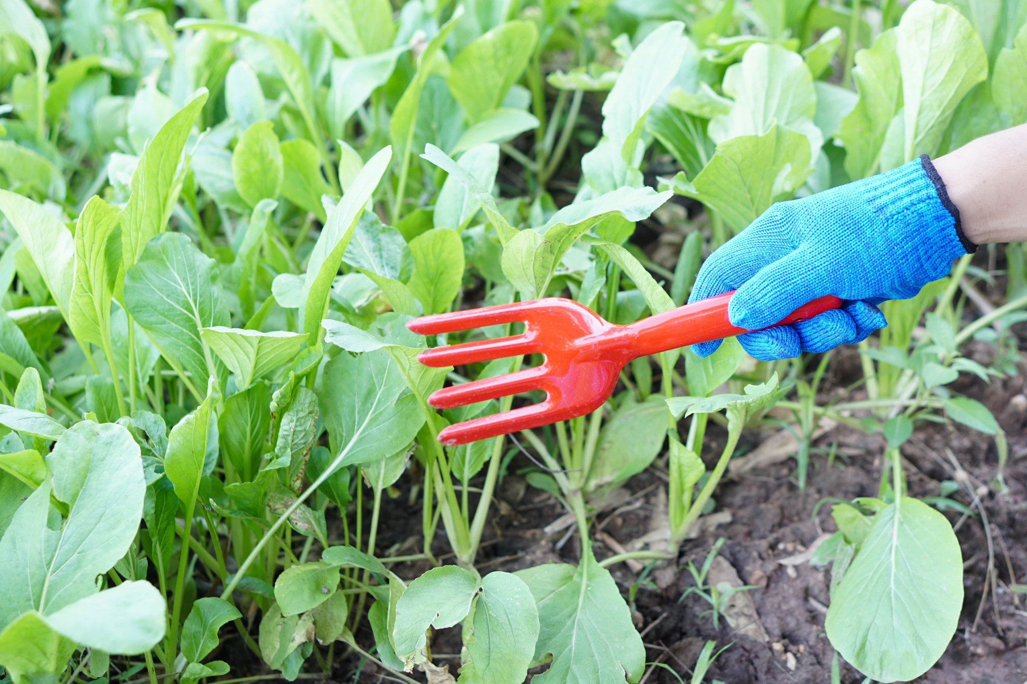 Réparation de griffes de jardin