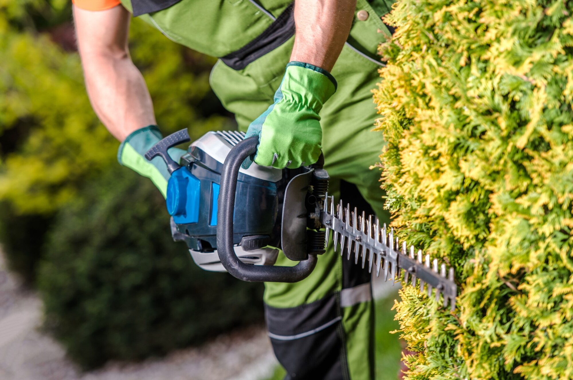 Taille-haies thermique