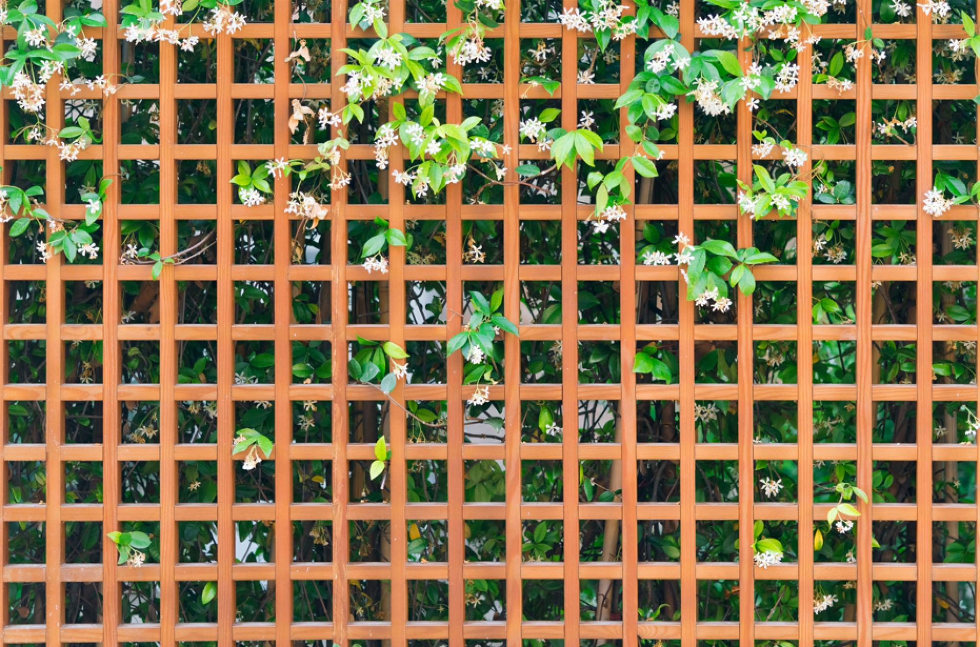 Aménagement de jardins avec treillis