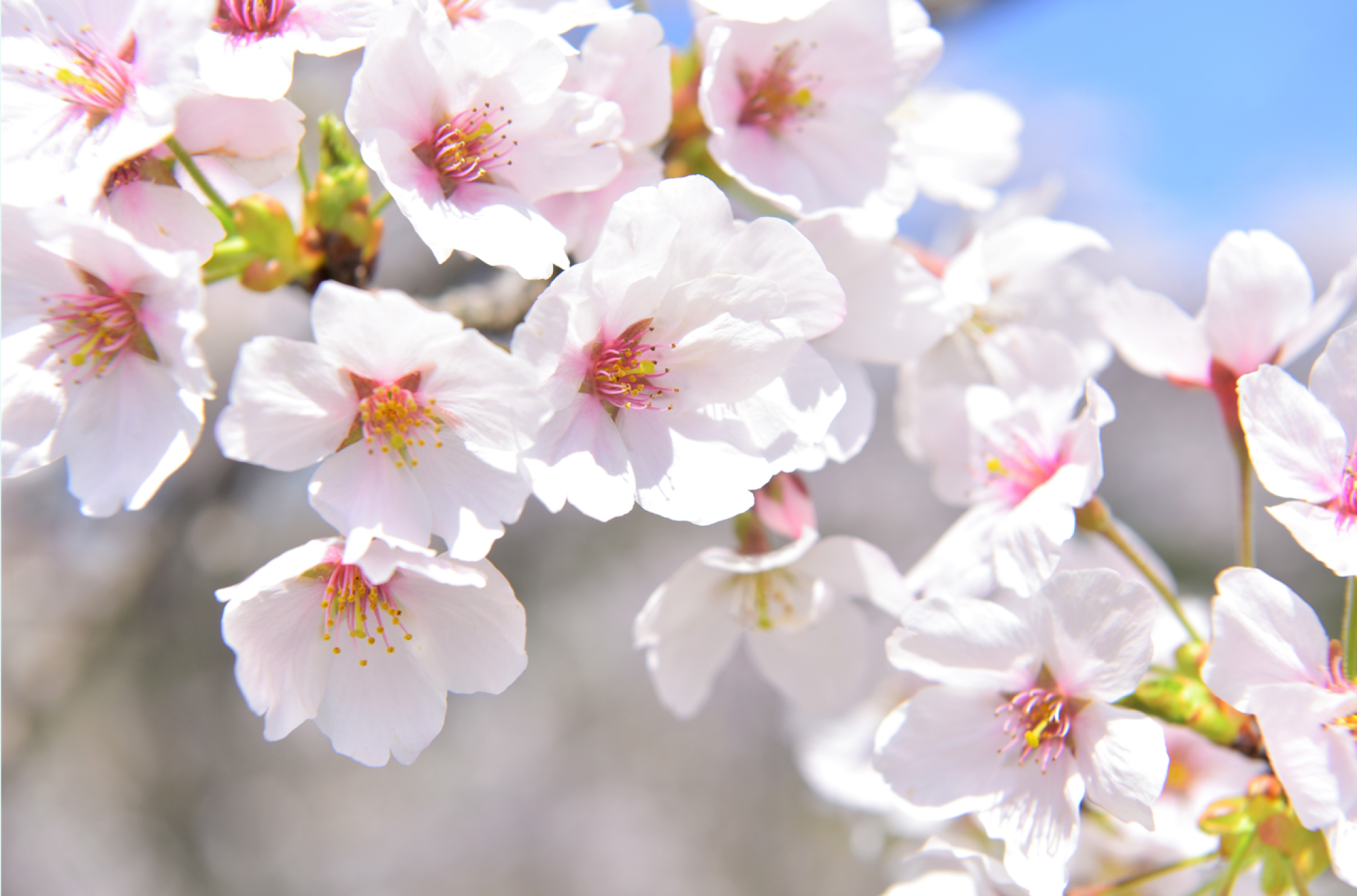 Cerisiers à fleurs