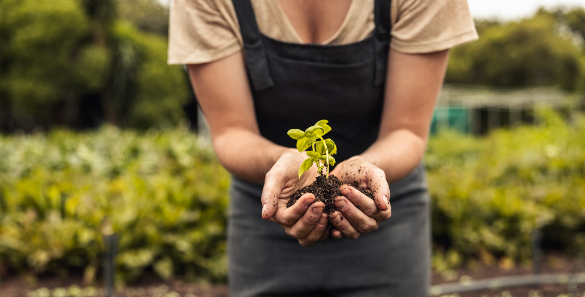 Cultivation de plantes biologiques