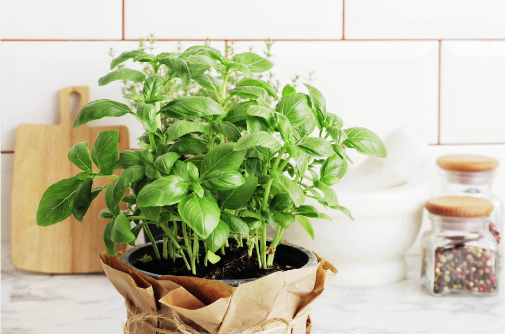 Fourniture de plants de basilic