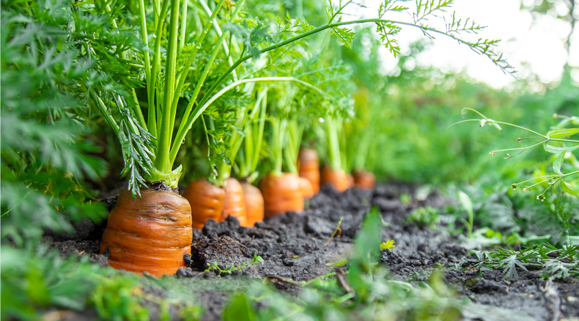Fourniture de plants de carottes