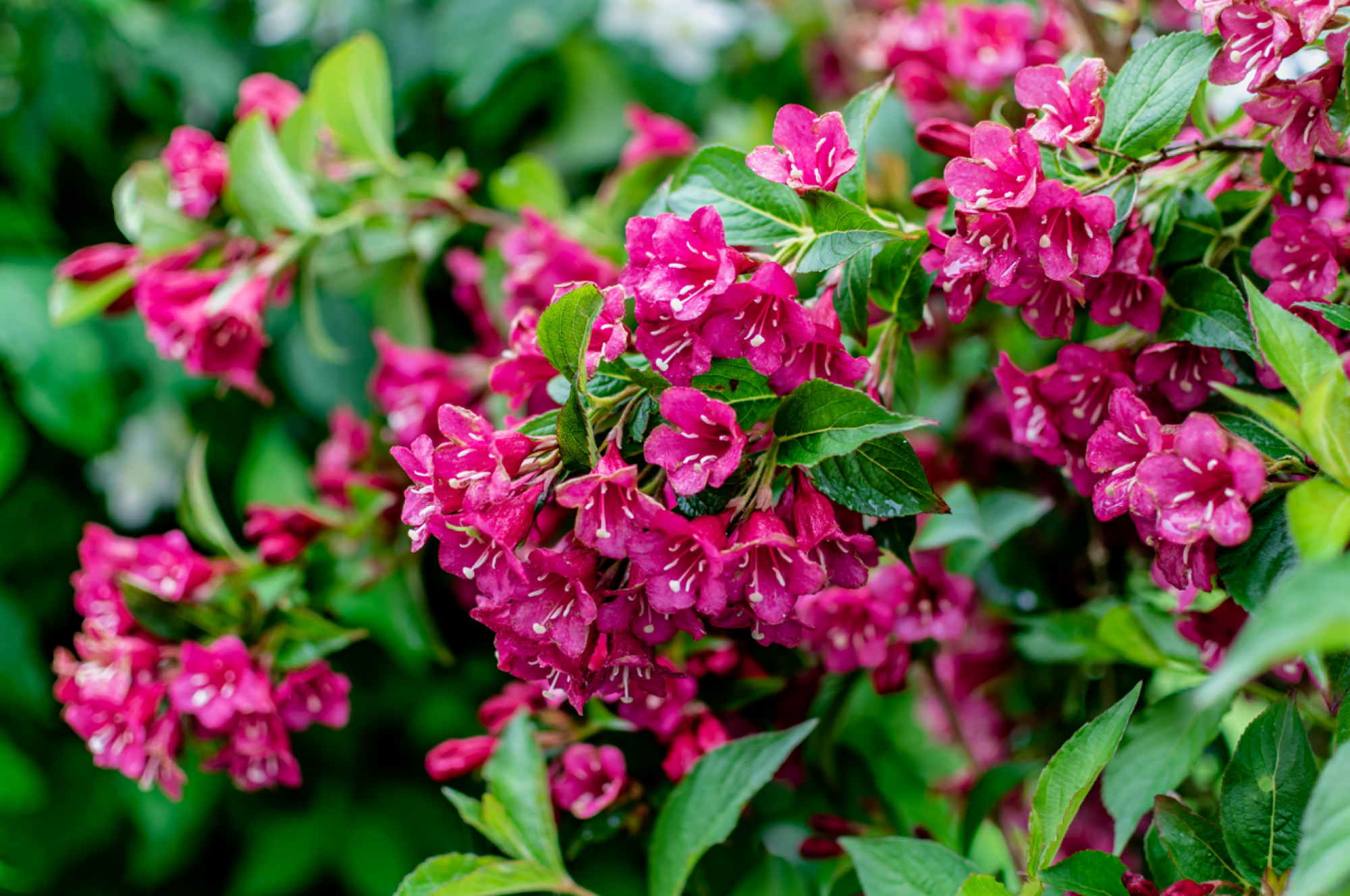 Fourniture de plants de weigelas