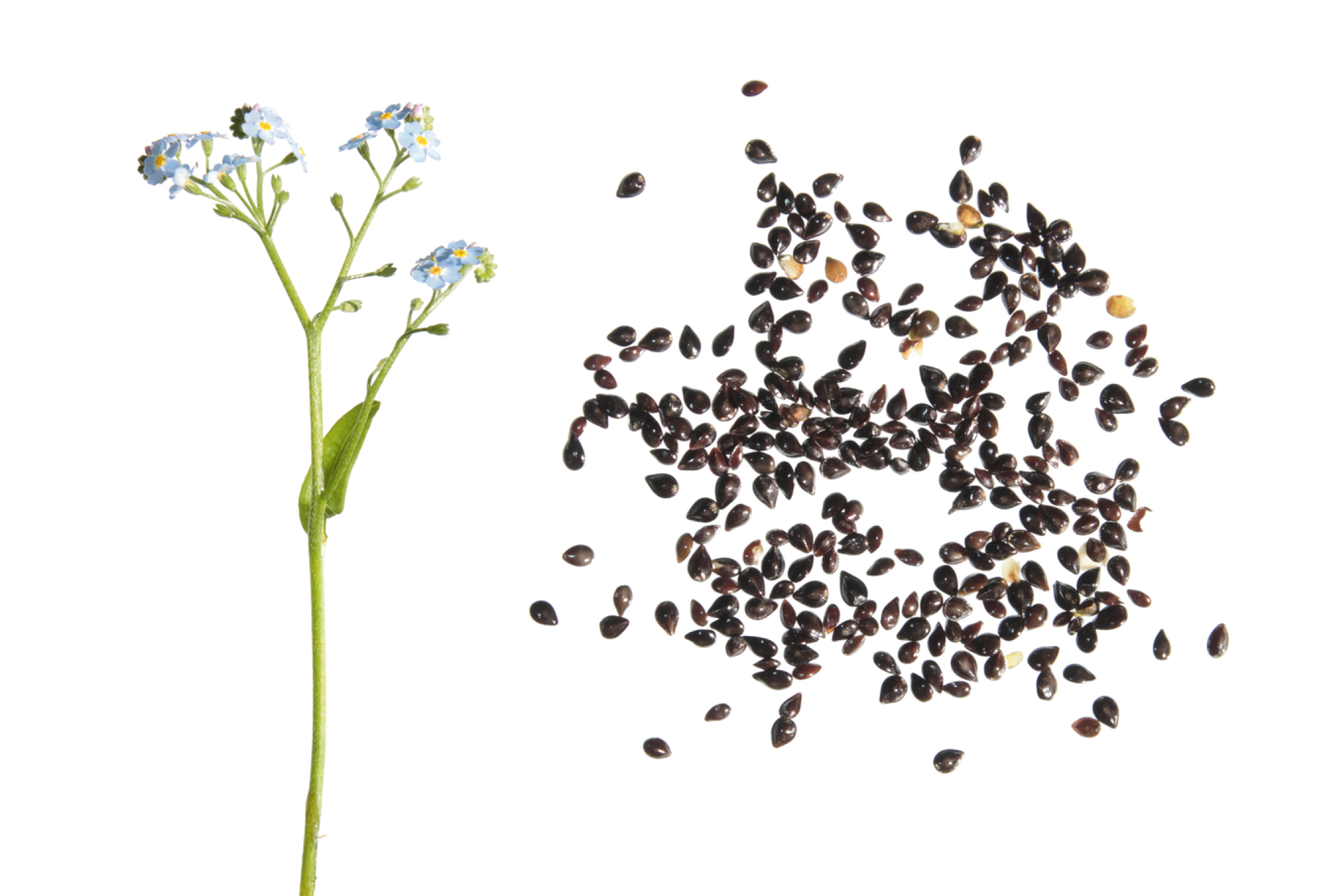 Graines de myosotis