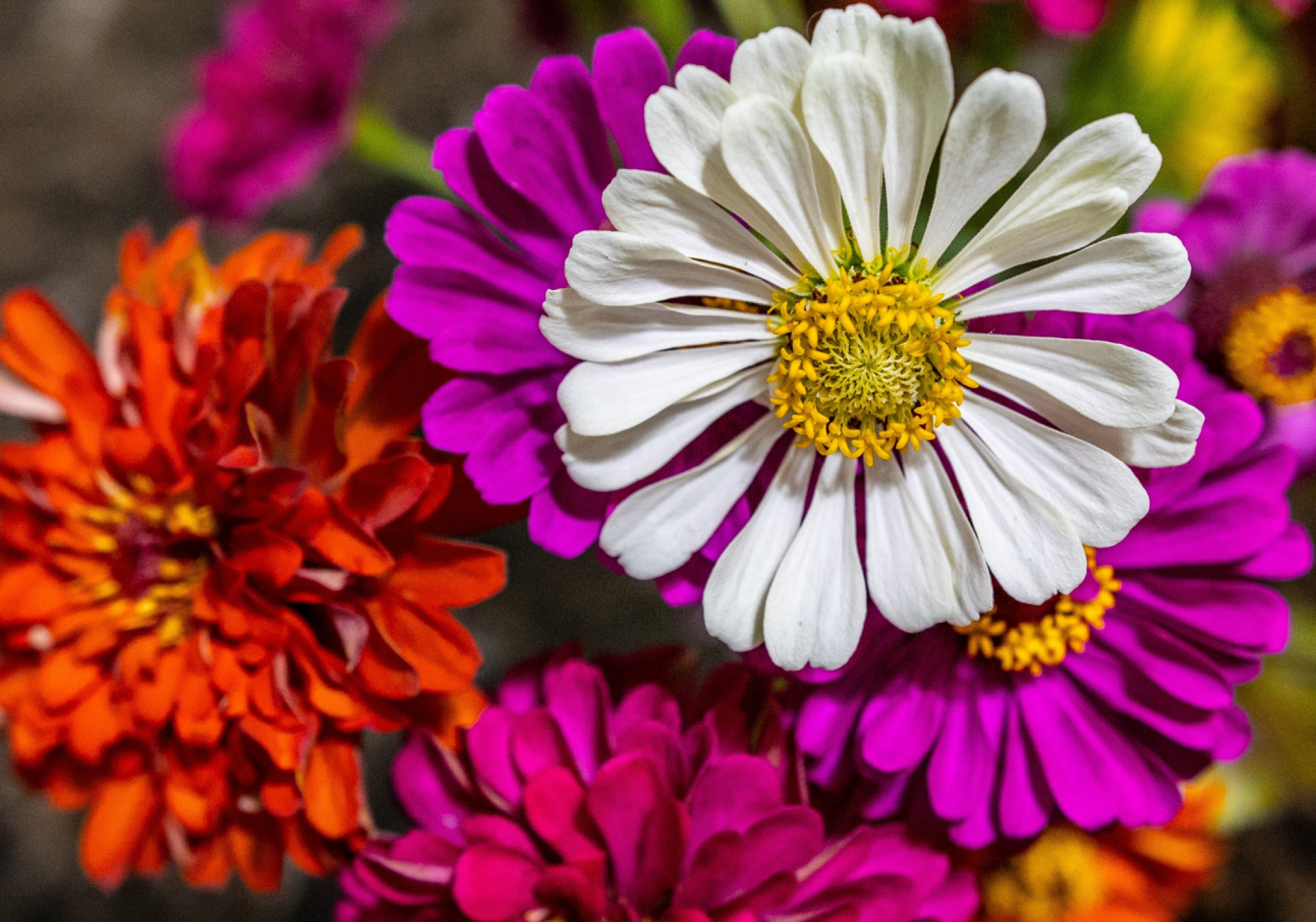 Graines de zinnia