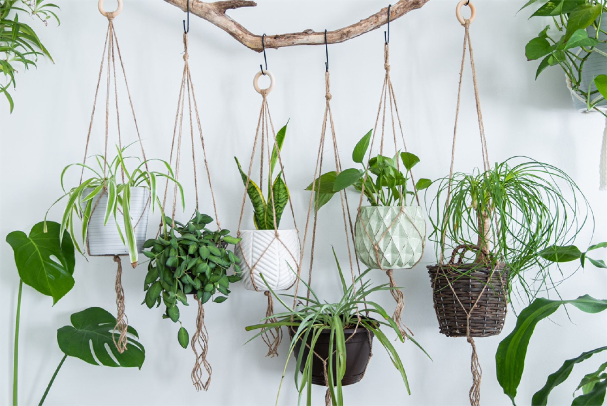 Mise en place de végétaux décoratifs